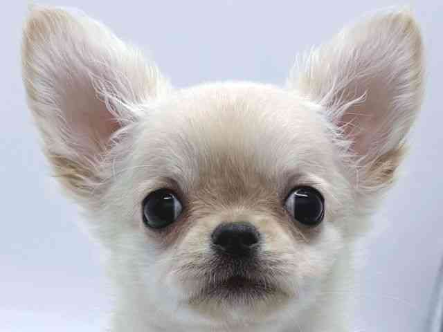 京都府のチワワ(ロング) (ひごペットフレンドリー京都店/2025年8月23日生まれ/女の子/クリーム)の子犬の1枚目の画像