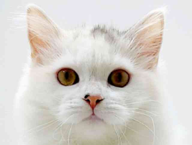 広島県のラガマフィン (ひごペットフレンドリーフジグラン神辺店/2025年8月23日生まれ/女の子/シルバーパッチドタビーホワイト)の子猫の1枚目の画像