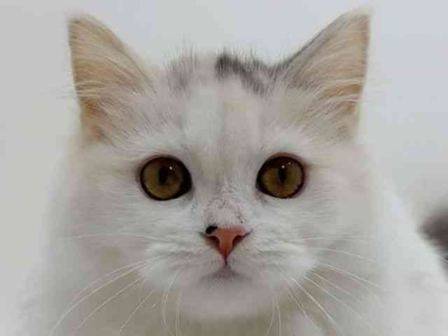 広島県のラガマフィン (ひごペットフレンドリーフジグラン神辺店/2025年8月23日生まれ/女の子/シルバーパッチドタビーホワイト)の子猫の1枚目の画像