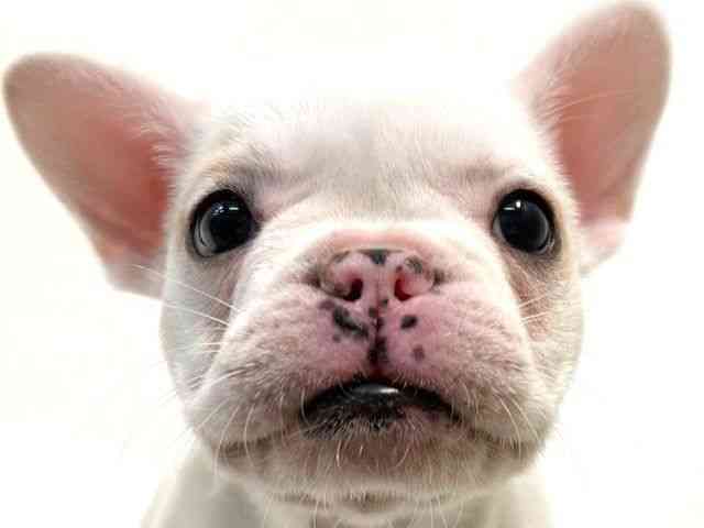 大阪府のフレンチブルドッグ (ひごペットフレンドリーイオン高槻店/2025年8月23日生まれ/女の子/クリーム)の子犬の1枚目の画像