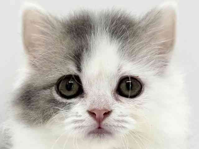 大阪府のマンチカン (ひごペットフレンドリーくずはモール店/2025年8月28日生まれ/女の子/ブルータビーホワイト)の子猫の1枚目の画像