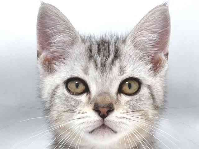 大阪府のアメリカンショートヘアー (ひごペットフレンドリー堺プラットプラット店/2025年8月23日生まれ/男の子/シルバータビー)の子猫の1枚目の画像