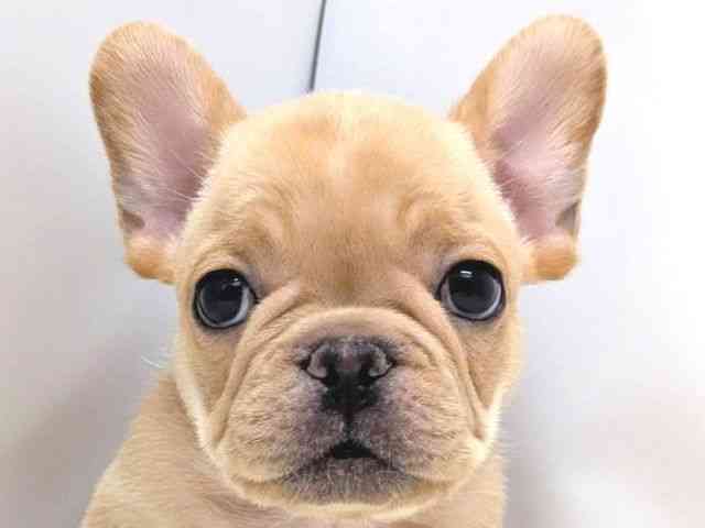 広島県のフレンチブルドッグ (ひごペットフレンドリーゆめタウン廿日市店/2025年8月26日生まれ/男の子/クリーム)の子犬の1枚目の画像