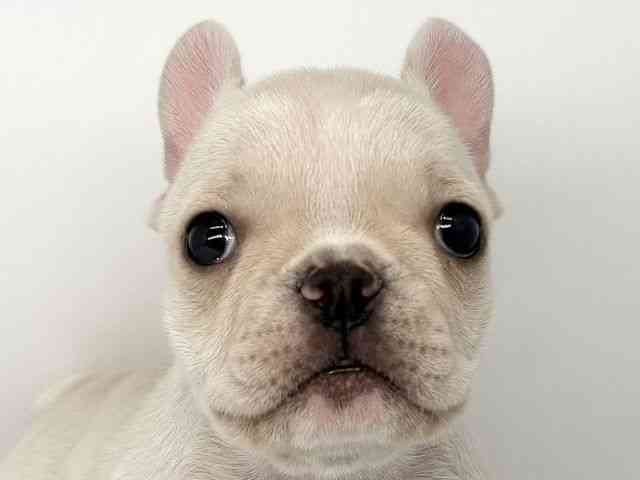 徳島県のフレンチブルドッグ (ひごペットフレンドリーゆめタウン徳島店/2025年8月23日生まれ/女の子/クリーム)の子犬の1枚目の画像