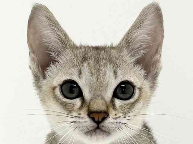 大阪府のシンガプーラ (ひごペットフレンドリーくずはモール店/2025年7月17日生まれ/男の子/セピアアグーティ)の子猫の1枚目の画像