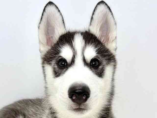 大阪府のシベリアンハスキー (ひごペットフレンドリーいこらもーる泉佐野店/2025年8月30日生まれ/男の子/ブラックホワイト)の子犬の1枚目の画像