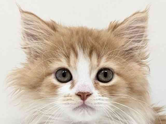 福岡県のラガマフィン (ひごペットフレンドリーリバーウォーク北九州店/2025年8月28日生まれ/男の子/レッドタビーホワイト)の子猫の1枚目の画像