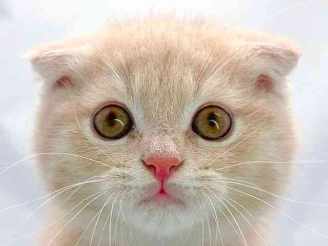 京都府のスコティッシュフォールド (ひごペットフレンドリー洛北阪急スクエア店/2025年8月29日生まれ/男の子/クリームタビー)の子猫の1枚目の画像