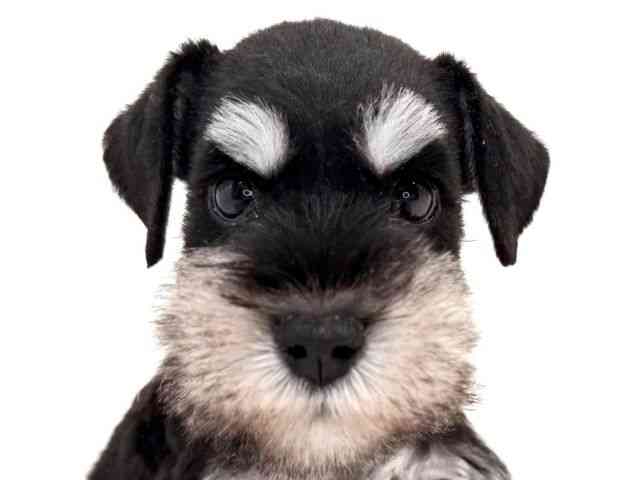 兵庫県のミニチュアシュナウザー (ひごペットフレンドリーイトーヨーカドー明石店/2025年8月27日生まれ/男の子/ブラックシルバー)の子犬の1枚目の画像