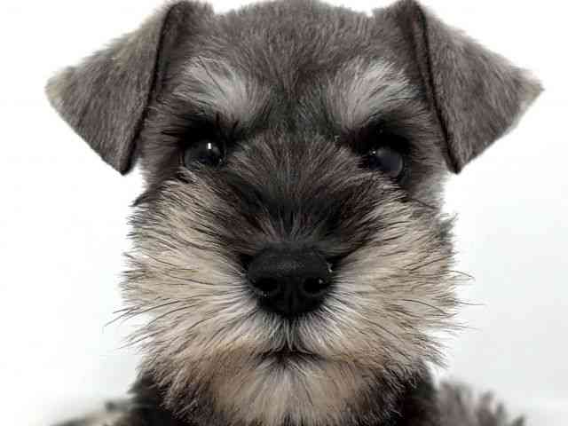 大阪府のミニチュアシュナウザー (ひごペットフレンドリーベルファⅡ都島店/2025年8月27日生まれ/女の子/ソルトペッパー)の子犬の1枚目の画像