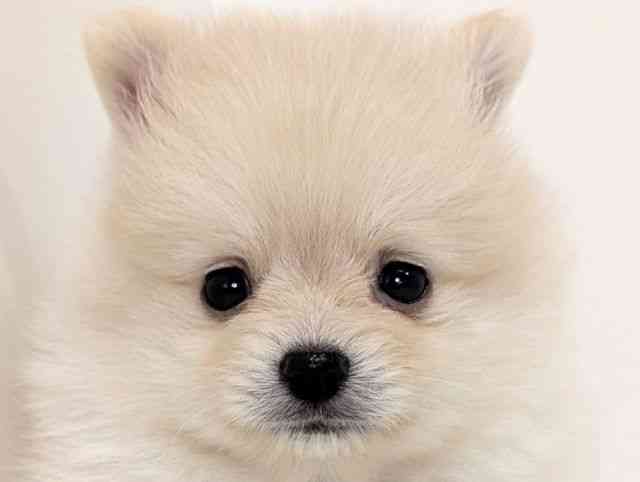 福岡県のポメラニアン (ひごペットフレンドリーリバーウォーク北九州店/2025年8月30日生まれ/男の子/クリーム)の子犬の1枚目の画像