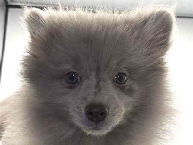 愛知県のポメラニアン (ひごペットフレンドリープライムツリー赤池店/2025年8月30日生まれ/男の子/チョコレートマール)の子犬の1枚目の画像