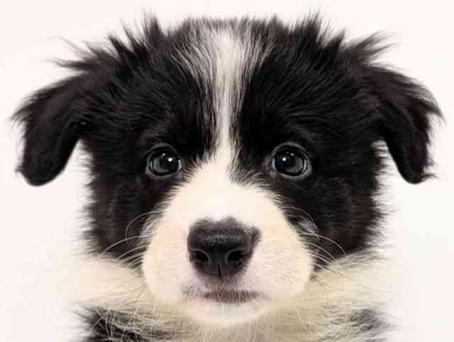 福岡県のボーダーコリー (ひごペットフレンドリーリバーウォーク北九州店/2025年8月28日生まれ/女の子/ブラックホワイト)の子犬の1枚目の画像