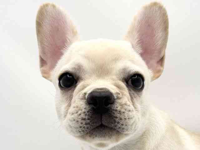 兵庫県のフレンチブルドッグ (ひごペットフレンドリークラウンパーク伊丹店/2025年8月30日生まれ/女の子/クリーム)の子犬の1枚目の画像