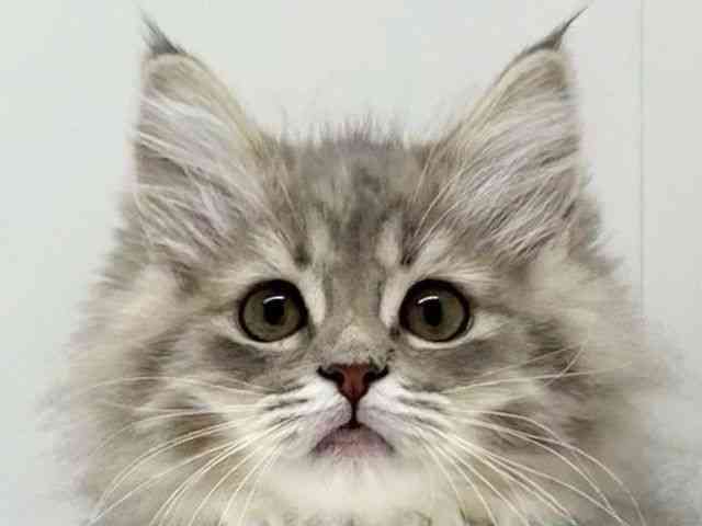 兵庫県のラガマフィン (ひごペットフレンドリーブルメールHAT神戸店/2025年8月31日生まれ/女の子/ブルーパッチドタビー)の子猫の1枚目の画像