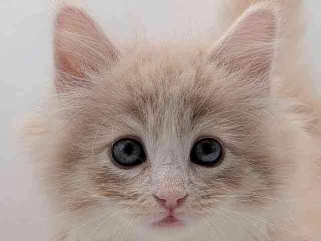 香川県のサイベリアン (ひごペットフレンドリーゆめタウン高松店/2025年8月31日生まれ/男の子/クリームタビーホワイト)の子猫の1枚目の画像