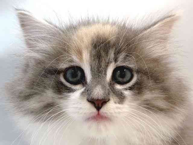 大阪府のサイベリアン (ひごペットフレンドリー堺プラットプラット店/2025年8月31日生まれ/女の子/ブルーパッチドタビーホワイト)の子猫の1枚目の画像