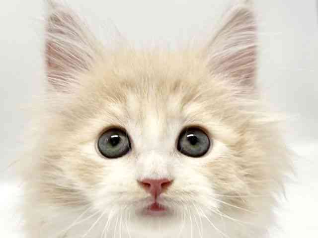 大阪府のサイベリアン (ひごペットフレンドリーイオンタウン豊中庄内店/2025年8月31日生まれ/男の子/クリームタビーホワイト)の子猫の1枚目の画像