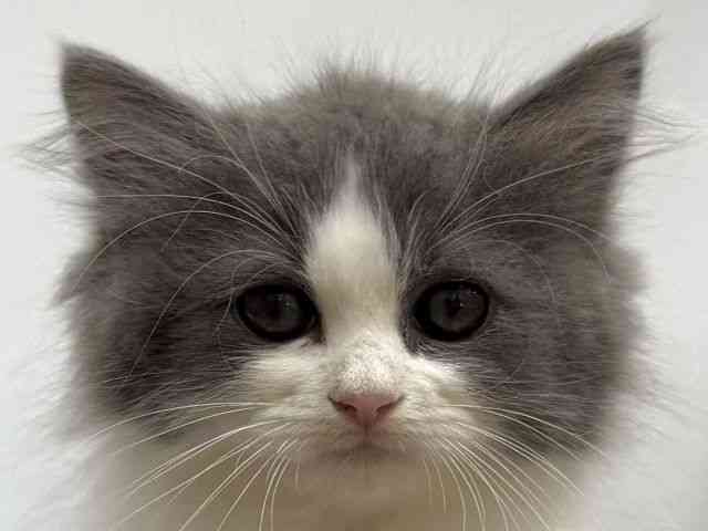 愛知県のサイベリアン (ひごペットフレンドリーヴィアモール アピタ江南西店/2025年8月30日生まれ/男の子/ブルーホワイト)の子猫の1枚目の画像