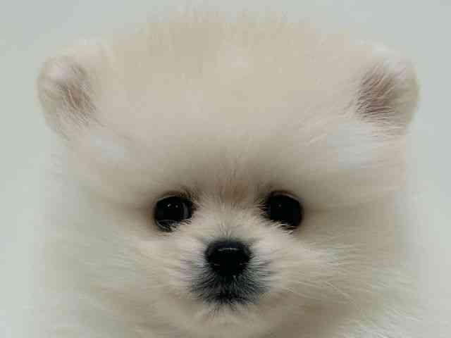 兵庫県のポメラニアン (ひごペットフレンドリーブルメールHAT神戸店/2025年8月29日生まれ/男の子/クリーム)の子犬の1枚目の画像