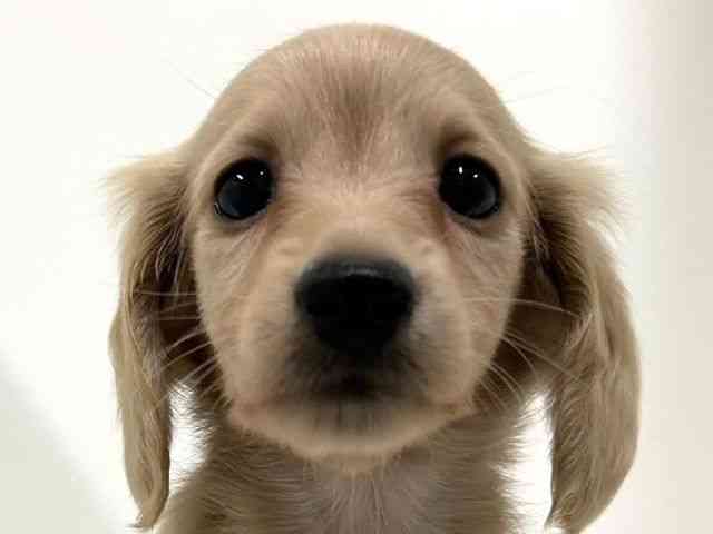 奈良県のミニチュアダックスフンド(ロング) (ひごペットフレンドリーイオンモール橿原ウエスト・ビレッジ店/2025年8月30日生まれ/女の子/イエロー)の子犬の1枚目の画像