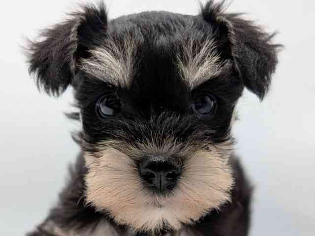 香川県のミニチュアシュナウザー (ひごペットフレンドリーゆめタウン高松店/2025年8月31日生まれ/女の子/ブラックシルバー)の子犬の1枚目の画像