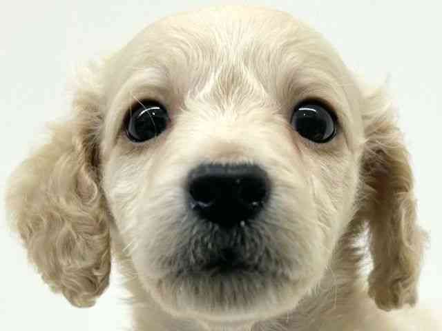 兵庫県のミニチュアダックスフンド(ロング) (ひごペットフレンドリーブルメールHAT神戸店/2025年8月26日生まれ/男の子/イエロー)の子犬の1枚目の画像