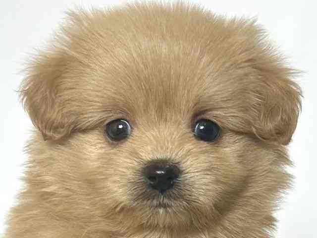 大阪府のポメプー(ポメラニアン×プードル) (ひごペットフレンドリーアクロスプラザ住之江店/2025年8月30日生まれ/女の子/アプリコット)の子犬の1枚目の画像