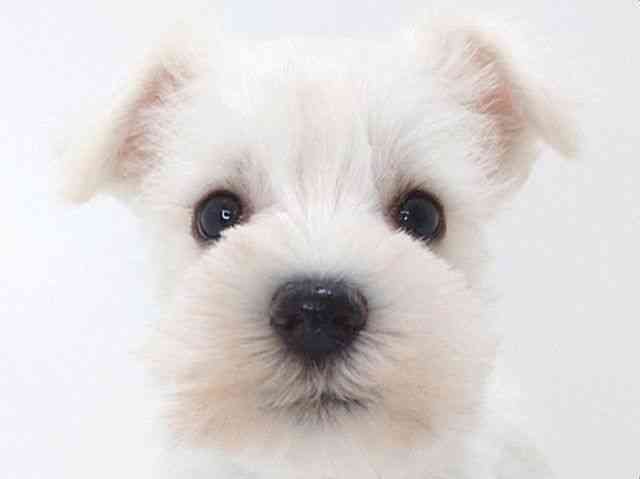 大阪府のミニチュアシュナウザー (ひごペットフレンドリーいこらもーる泉佐野店/2025年8月29日生まれ/男の子/ホワイト)の子犬の1枚目の画像