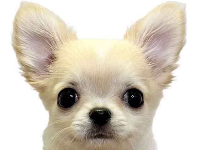 愛媛県のチワワ(ロング) (ひごペットフレンドリーエミフルMASAKI店/2025年8月28日生まれ/男の子/クリームホワイト)の子犬の1枚目の画像