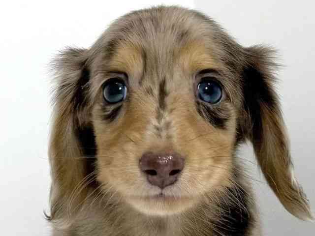 兵庫県のミニチュアダックスフンド(ロング) (ひごペットフレンドリーイトーヨーカドー明石店/2025年8月30日生まれ/男の子/チョコレートダップル)の子犬の1枚目の画像