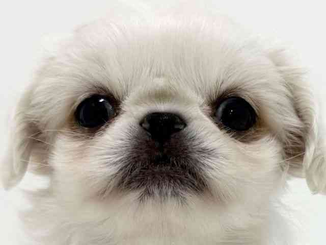 大阪府のペキニーズ (ひごペットフレンドリーくずはモール店/2025年8月29日生まれ/女の子/ホワイト)の子犬の1枚目の画像