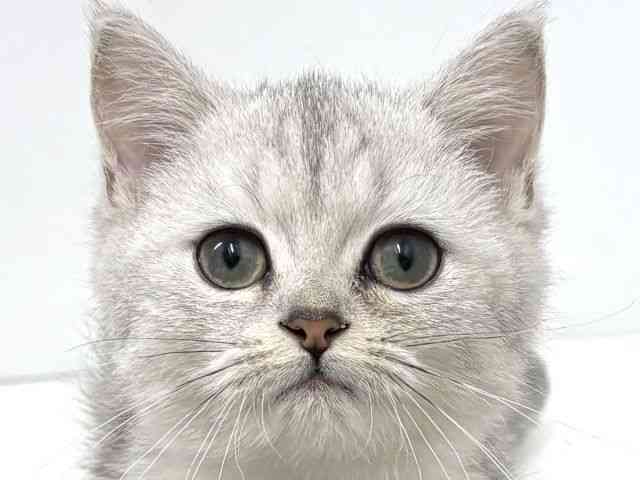 大阪府のミヌエット (ひごペットフレンドリーベルファⅡ都島店/2025年8月25日生まれ/男の子/シルバータビー)の子猫の1枚目の画像