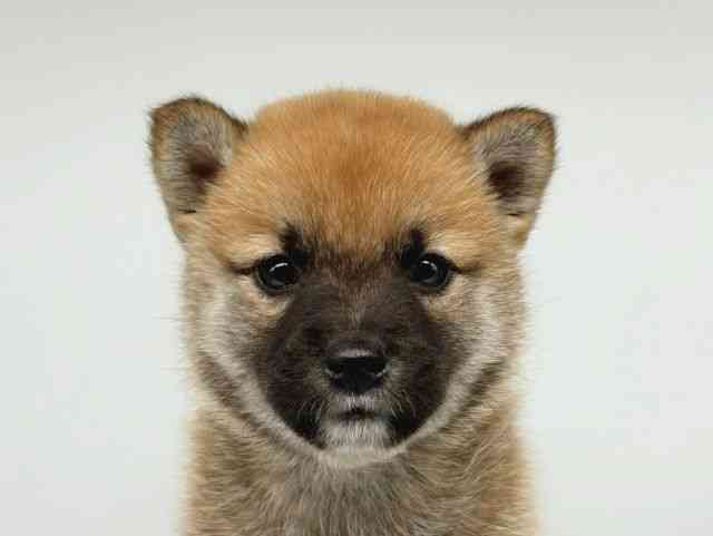 2025年8月30日生まれの柴犬(標準サイズ)