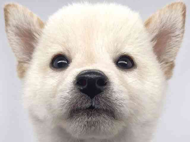 兵庫県の柴犬(標準サイズ) (ひごペットフレンドリーイオンタウン加古川店/2025年8月27日生まれ/男の子/白)の子犬の1枚目の画像