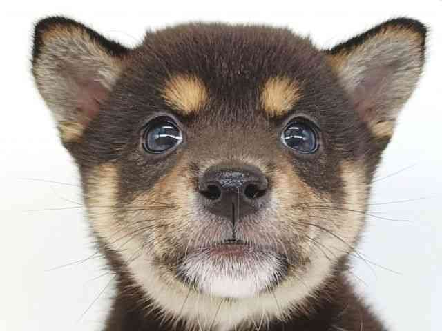 大阪府の柴犬(標準サイズ) (ひごペットフレンドリー泉ヶ丘店/2025年8月30日生まれ/女の子/黒)の子犬の1枚目の画像