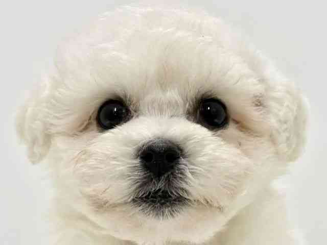 高知県のビションフリーゼ (ひごペットフレンドリーイオンモール高知店/2025年8月31日生まれ/男の子/ホワイト)の子犬の1枚目の画像