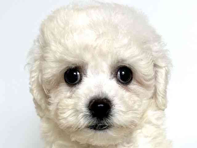 大阪府のビションフリーゼ (ひごペットフレンドリーアクロスプラザ住之江店/2025年8月31日生まれ/女の子/ホワイト)の子犬の1枚目の画像