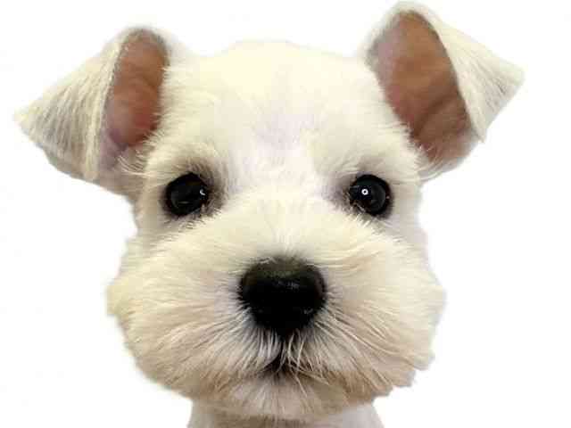 愛媛県のミニチュアシュナウザー (ひごペットフレンドリーエミフルMASAKI店/2025年8月29日生まれ/女の子/ホワイト)の子犬の1枚目の画像