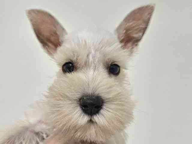 愛知県のミニチュアシュナウザー (ひごペットフレンドリーイトーヨーカドー知多店/2025年8月29日生まれ/女の子/ホワイト)の子犬の1枚目の画像