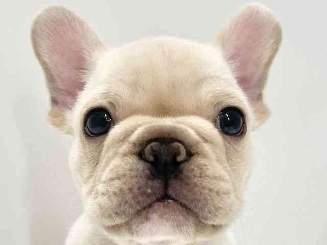 高知県のフレンチブルドッグ (ひごペットフレンドリーイオンモール高知店/2025年8月27日生まれ/男の子/クリーム)の子犬の1枚目の画像