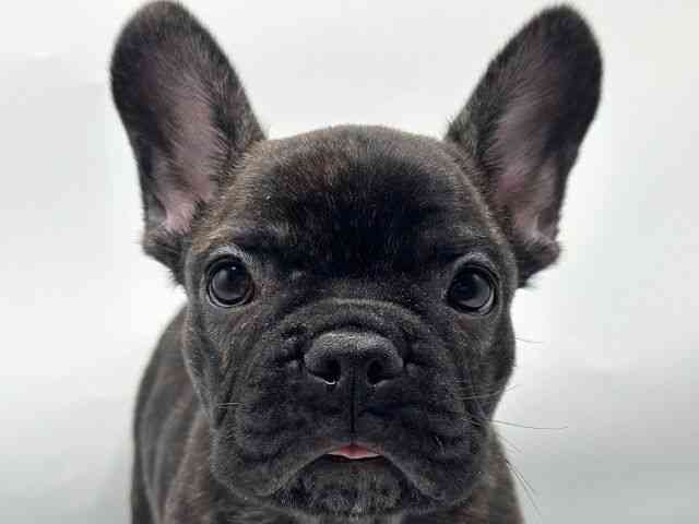 香川県のフレンチブルドッグ (ひごペットフレンドリーゆめタウン高松店/2025年8月27日生まれ/男の子/ブリンドル)の子犬の1枚目の画像