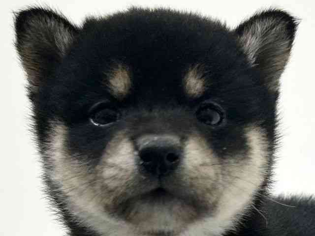 兵庫県の柴犬(標準サイズ) (ひごペットフレンドリーブルメールHAT神戸店/2025年8月28日生まれ/女の子/黒)の子犬の1枚目の画像