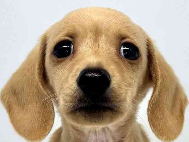 大阪府のミニチュアダックスフンド(スムース) (ひごペットフレンドリーセブンパーク天美店/2025年8月30日生まれ/男の子/ゴールド)の子犬の1枚目の画像