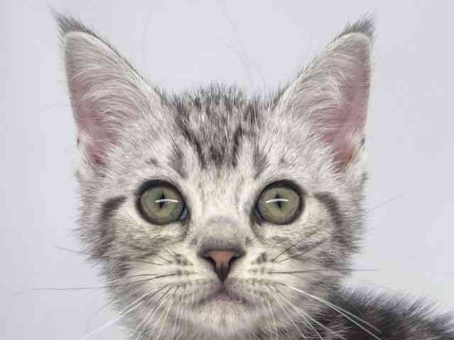 兵庫県のアメリカンショートヘアー (ひごペットフレンドリーイオンタウン加古川店/2025年8月30日生まれ/男の子/シルバータビー)の子猫の1枚目の画像