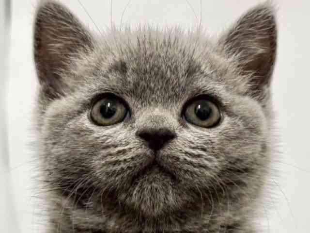 高知県のブリティッシュショートヘアー (ひごペットフレンドリーイオンモール高知店/2025年8月29日生まれ/女の子/ブルー)の子猫の1枚目の画像
