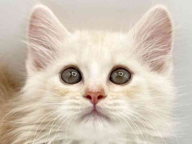 奈良県のサイベリアン (ひごペットフレンドリートナリエ大和高田店/2025年8月23日生まれ/男の子/クリームホワイト)の子猫の1枚目の画像