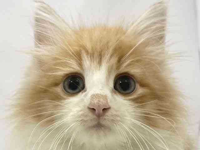 高知県のノルウェージャンフォレストキャット (ひごペットフレンドリーイオンモール高知店/2025年8月28日生まれ/男の子/レッドタビーホワイト)の子猫の1枚目の画像