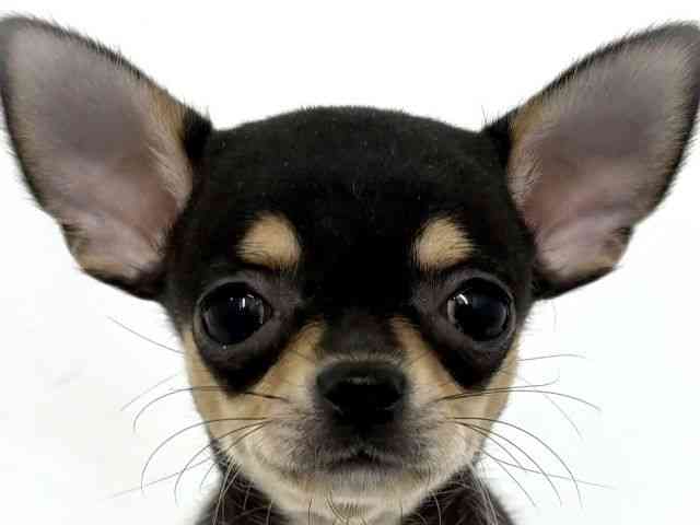 大阪府のチワワ(スムース) (ひごペットフレンドリーベルファⅡ都島店/2025年8月31日生まれ/女の子/ブラックタンホワイト)の子犬の1枚目の画像