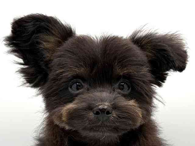 奈良県のポメプー(ポメラニアン×プードル) (ひごペットフレンドリー田原本店/2025年8月30日生まれ/男の子/ブラックタン)の子犬の1枚目の画像